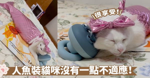 美人魚+瑪麗貓的結合體？貓咪一種裝扮直接擊中兩部卡通的影迷啦！