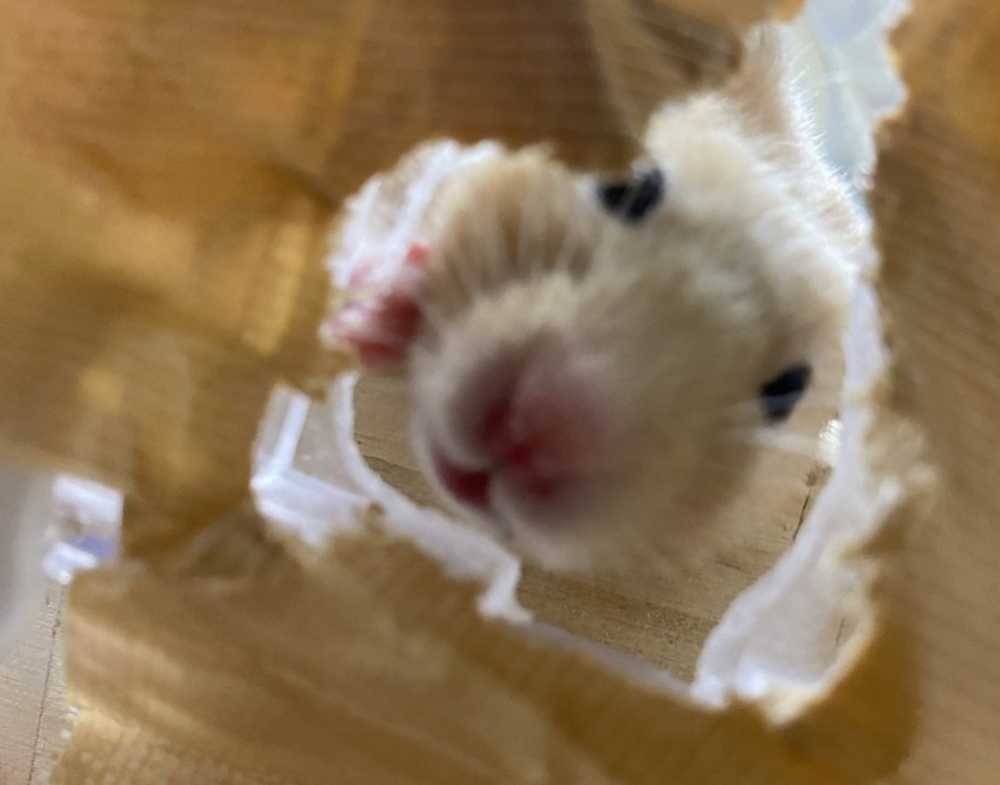 奴才：你休想再動歪腦筋