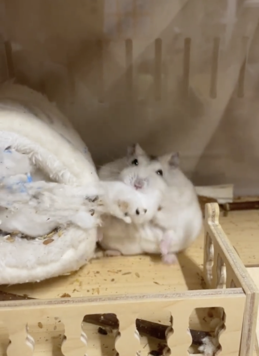 奴才：你真的太無聊了