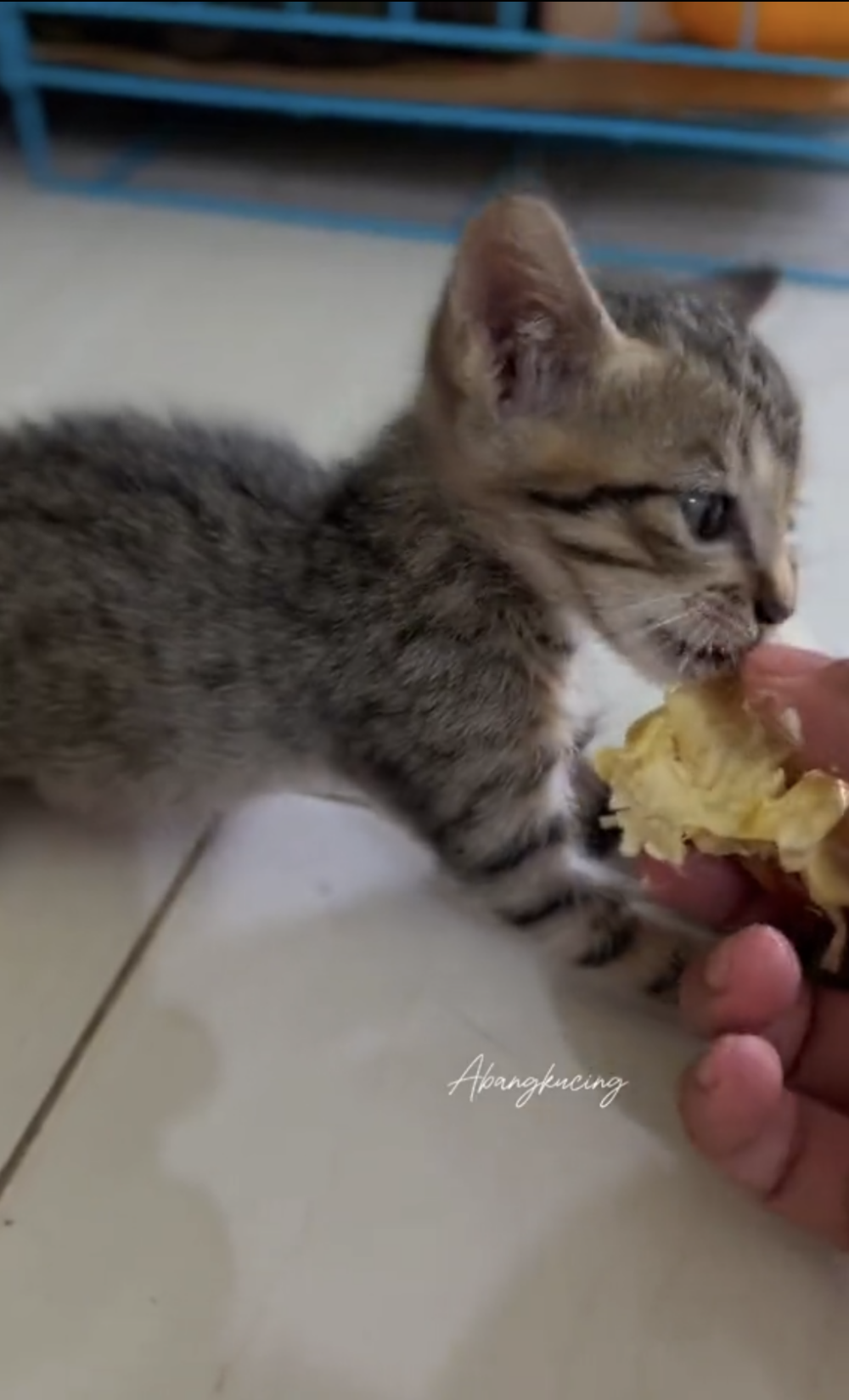小貓吃榴槤吃到很開心。