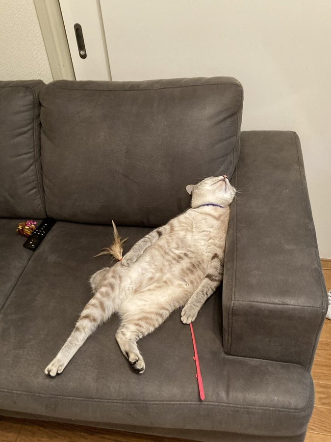 奴才：真的嗎？