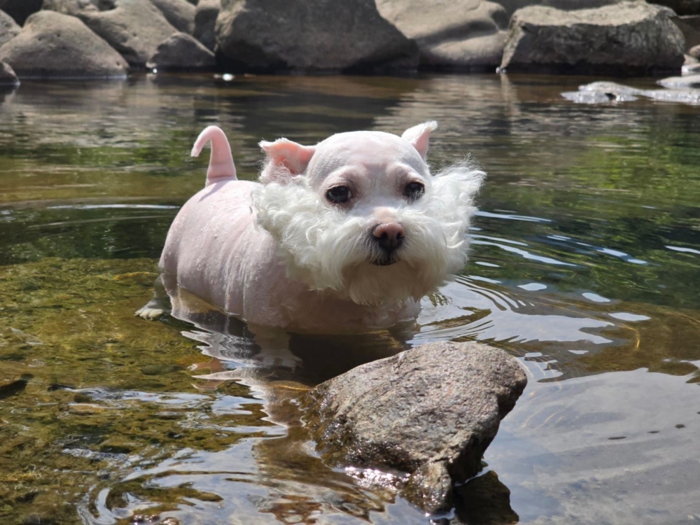 奴才：你自己喜歡不？