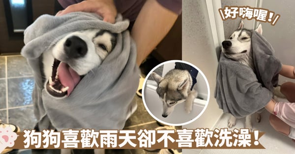 散步遇雨天狗狗狂喜！第一次雨中散步超興奮～奴才：洗澡的時候怎麼就那麼不情願