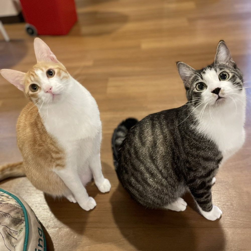 奴才:你們真的很愛欸