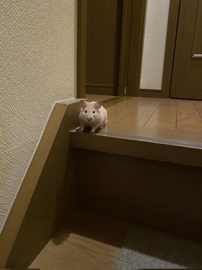 奴才：你怎麼會在這裡