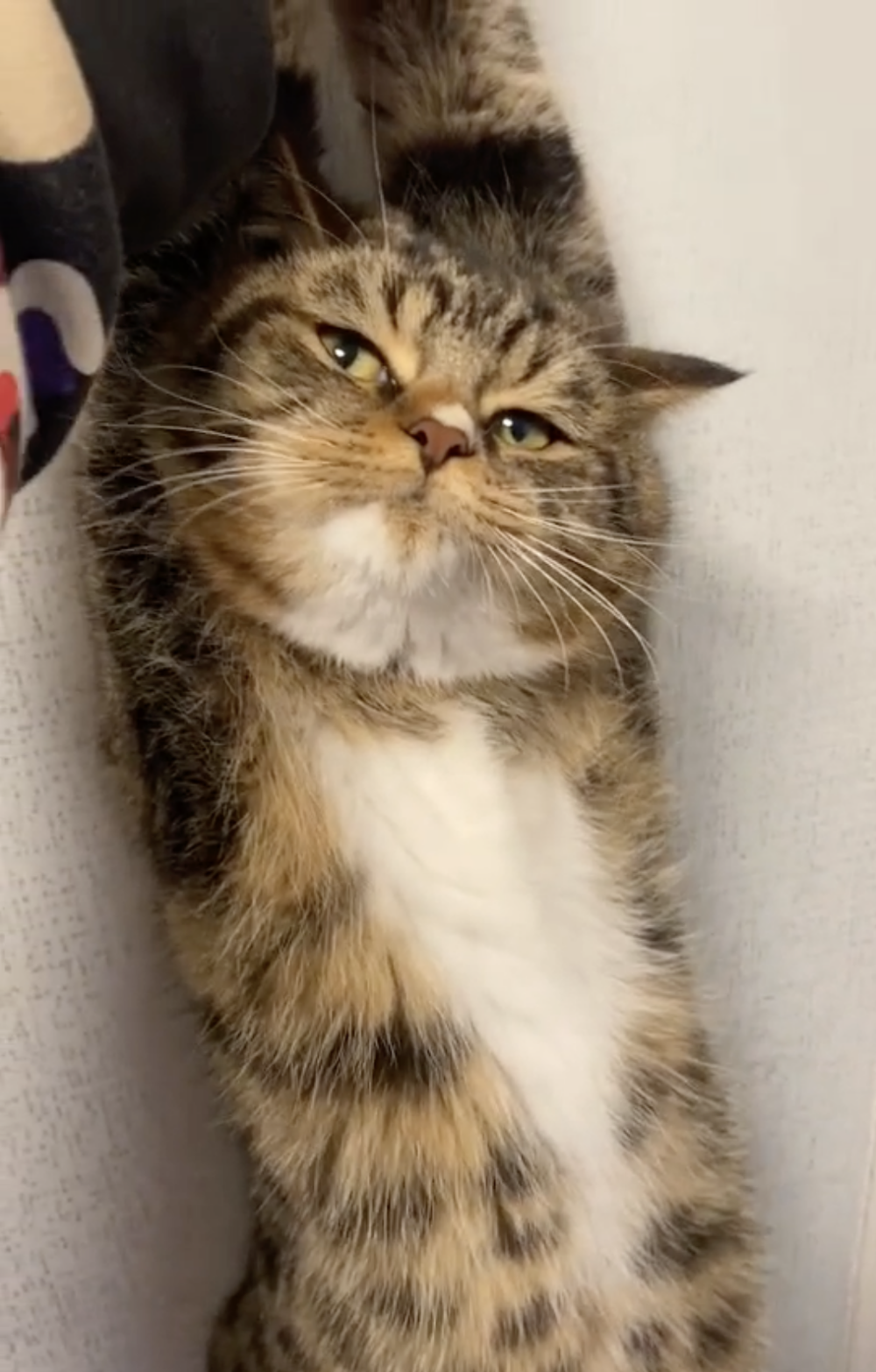 奴才：膽子好肥喔