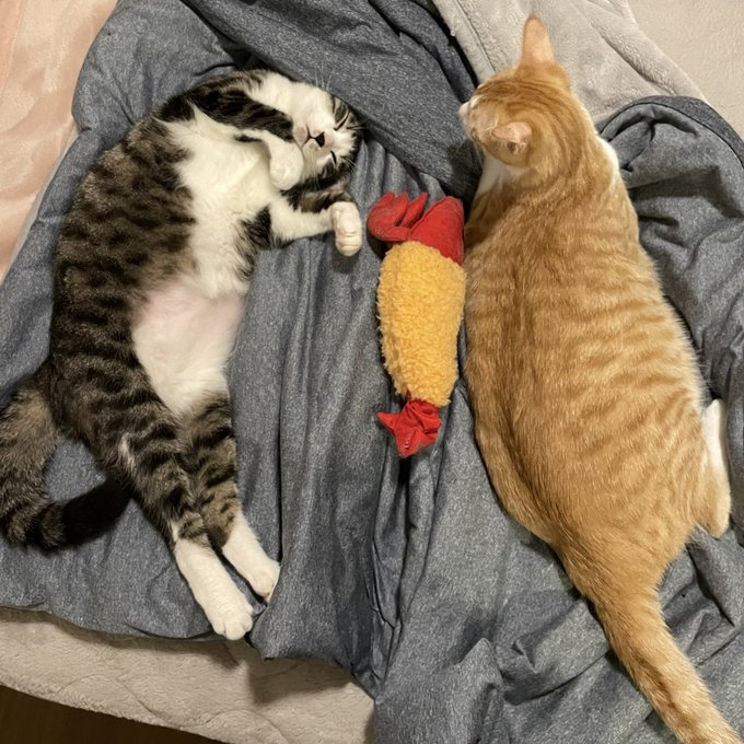 奴才:它不會有危險噠