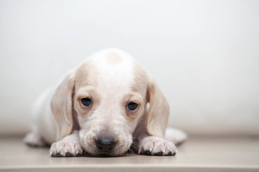 很多狗狗和人類一樣，有乳糖不耐的情況，喝下牛奶後可能引發一系列消化問題，如腹瀉、嘔吐和脹氣等～