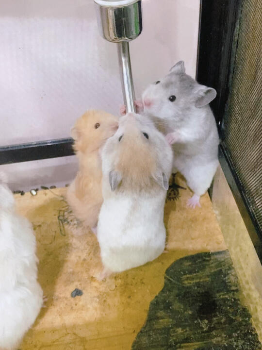 奴才：別怕，我來照顧你