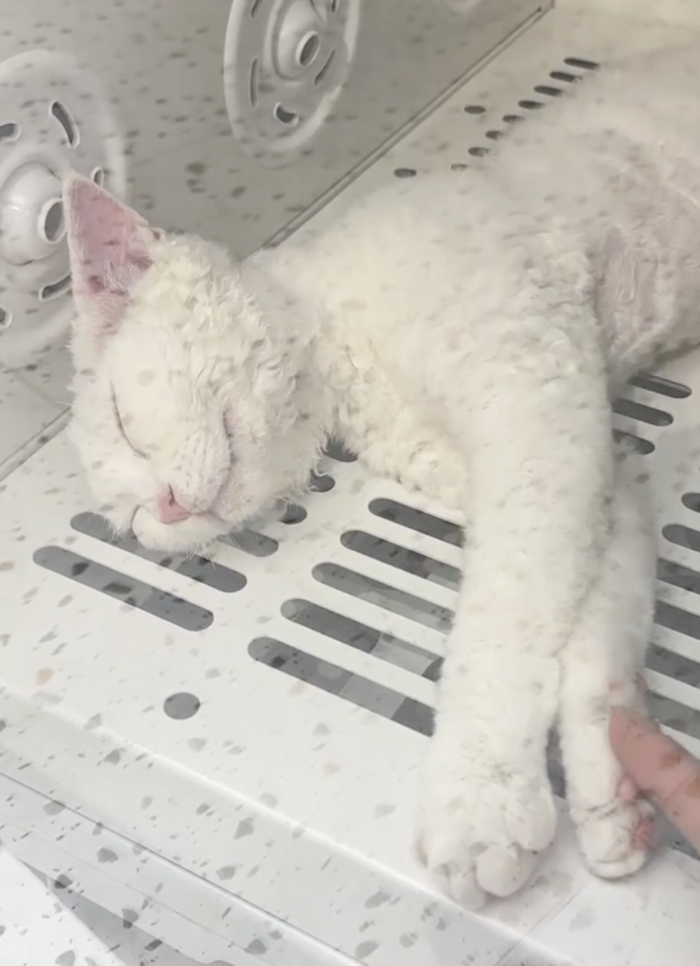 奴才：你嚇到我了啦