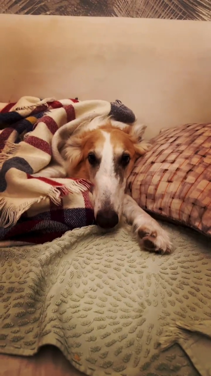 當天氣寒冷時，Bro會跳上價值2萬多的沙發休息。