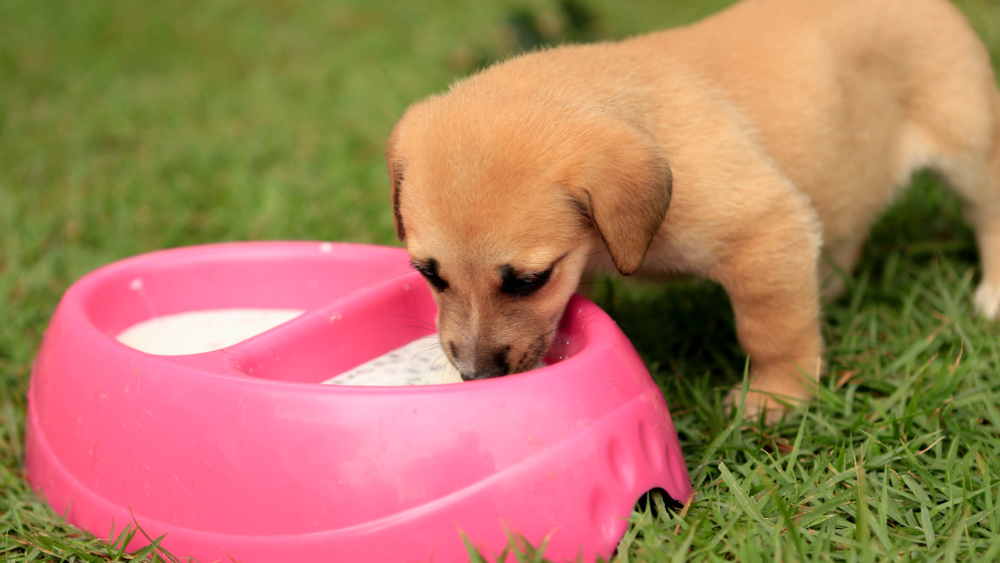 不同奶類對狗狗的影響不同，選對奶類或替代品能避免腸胃問題，同時安全補充營養！