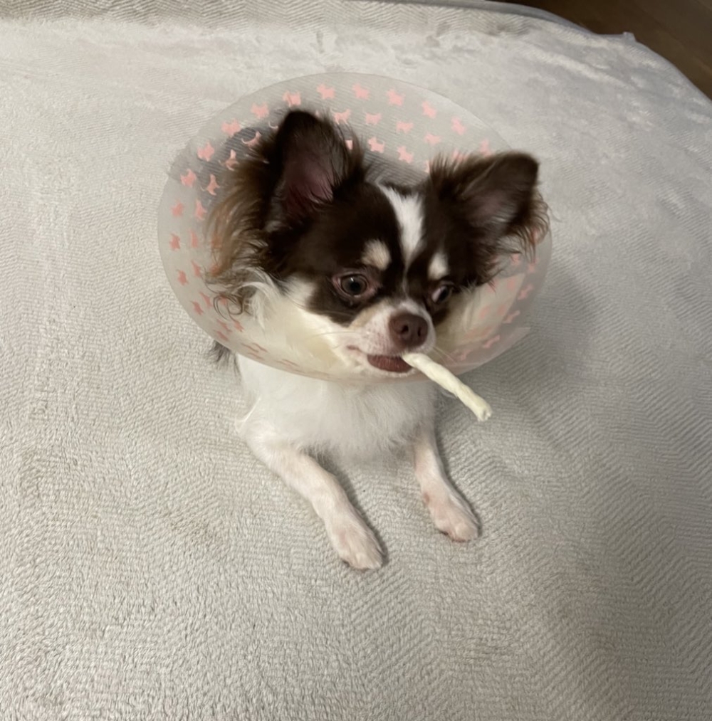 奴才：是很霸氣啦