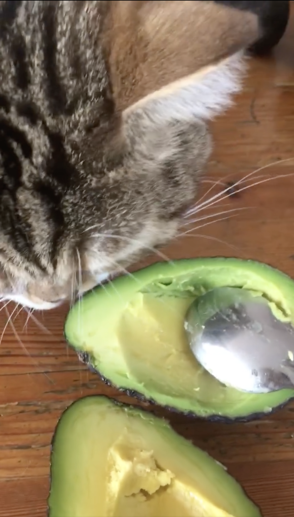 不能讓貓咪吃牛油果。