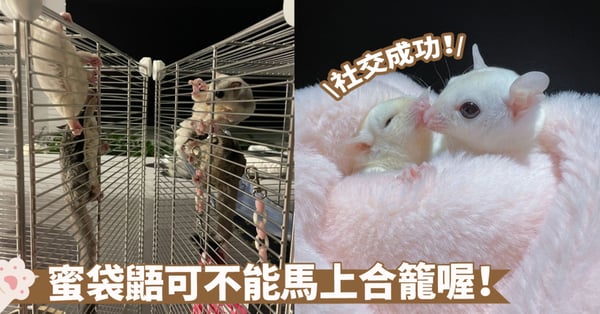 「合籠」不失敗！四個步驟讓蜜袋鼯從陌生到親密，一步步帶你成功合籠～