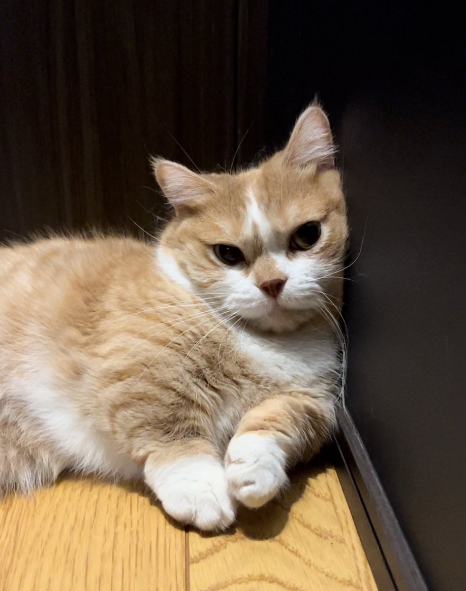 奴才：確實是我的份內工作啦