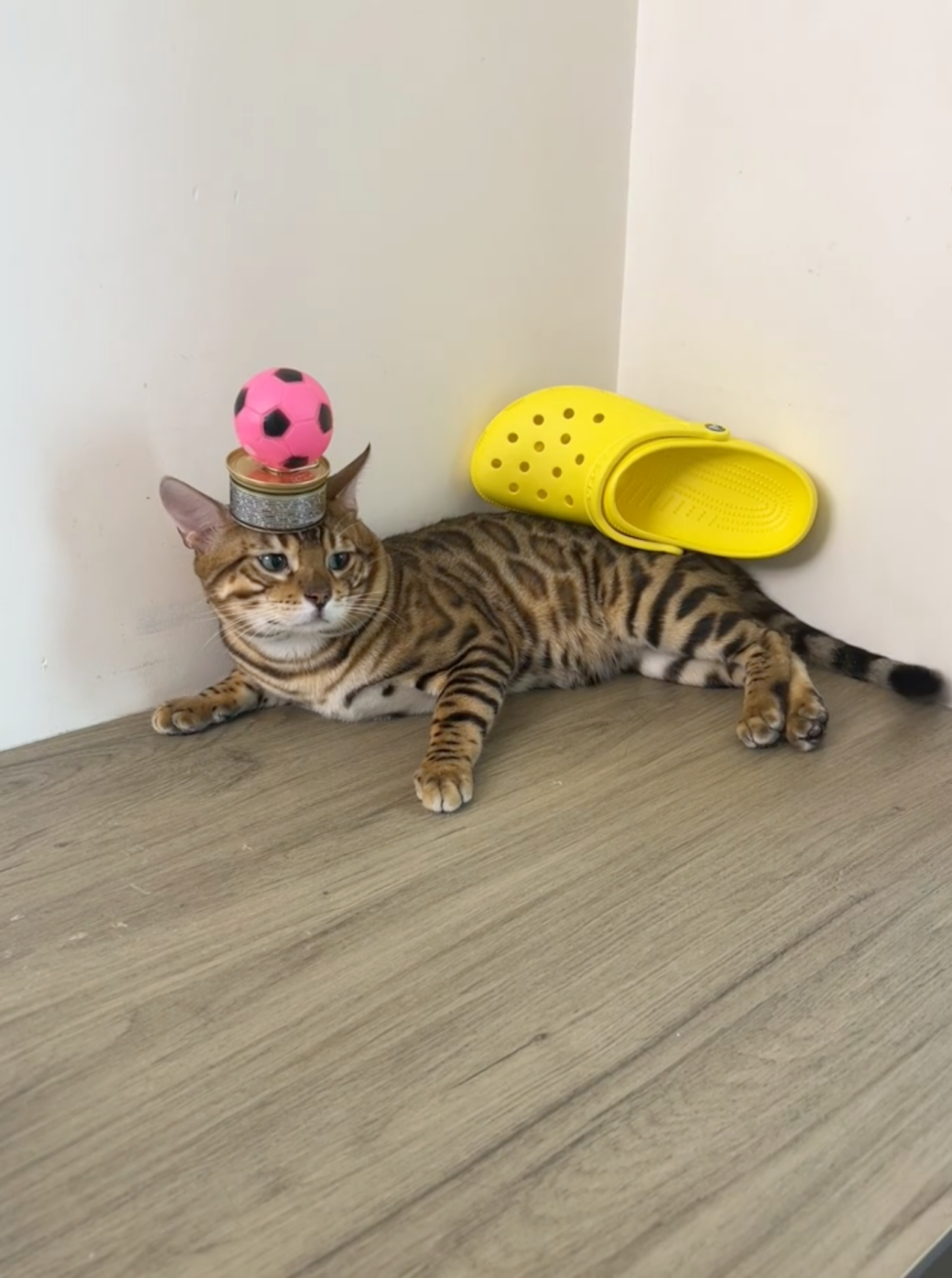 奴才：還是你懂我啊