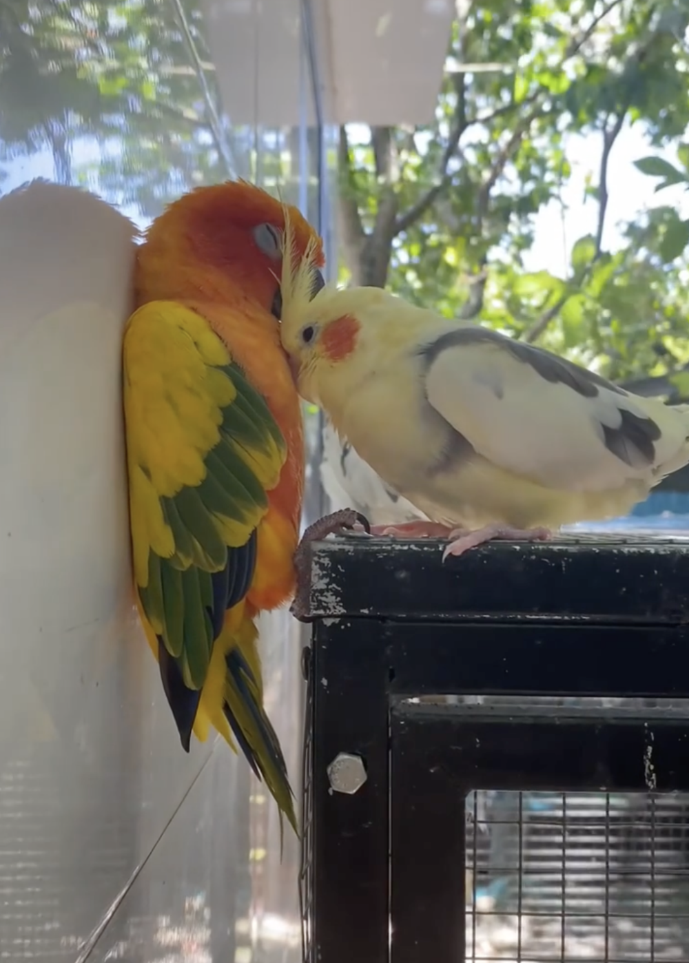 奴才：牠在裝高冷啦