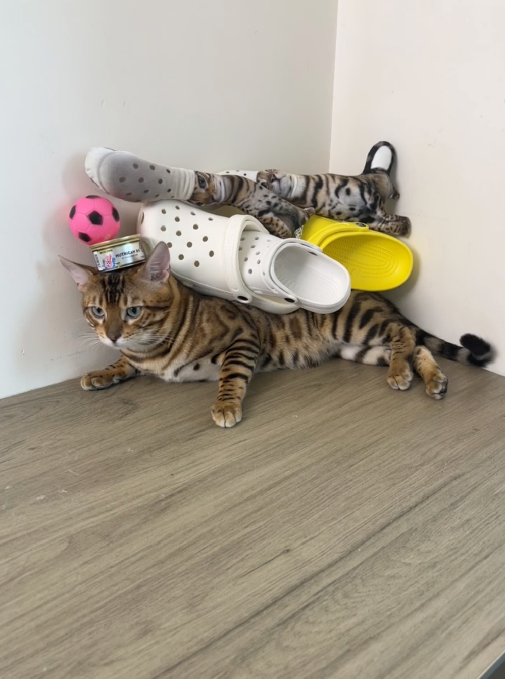 奴才：你還真是外表與內心大不相同呢