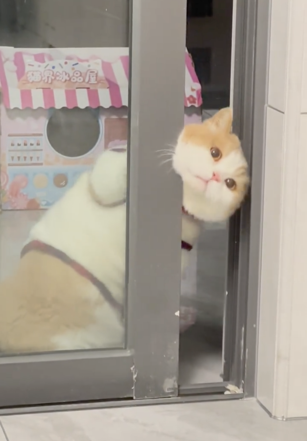 奴才：按怪大家說你呆呆的囉