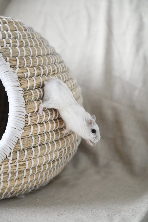 奴才:拭目以待喔