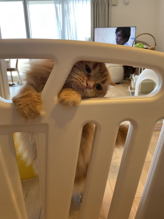 奴才：我們都很想念你喔