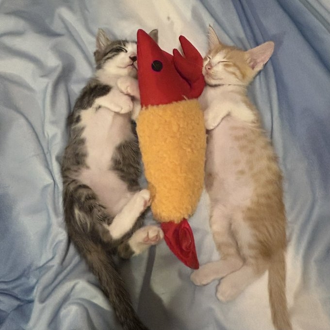 奴才:不會分開你們噠