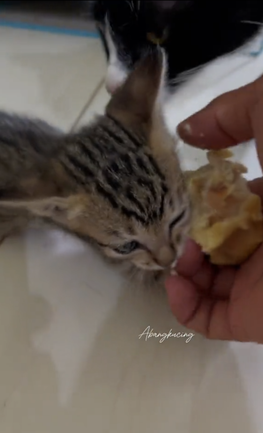 貓咪狼吞虎嚥地吃著榴槤，而且邊吃邊發出可愛的叫聲。