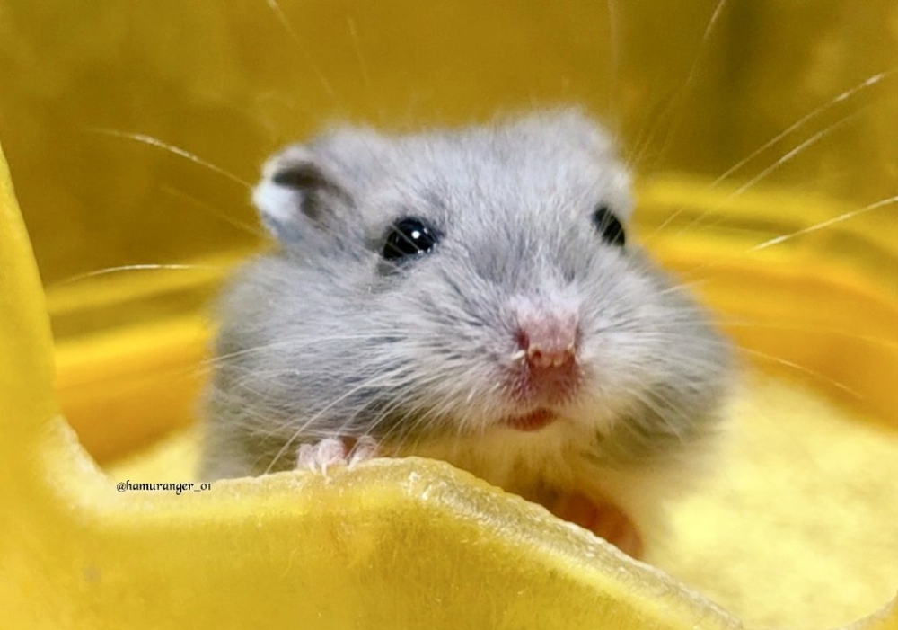 奴才:但是你連形象都沒了