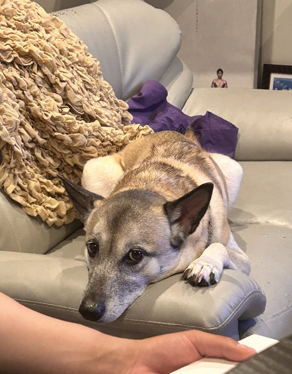 奴才：你小心不要把棉花吃進嘴裡喔