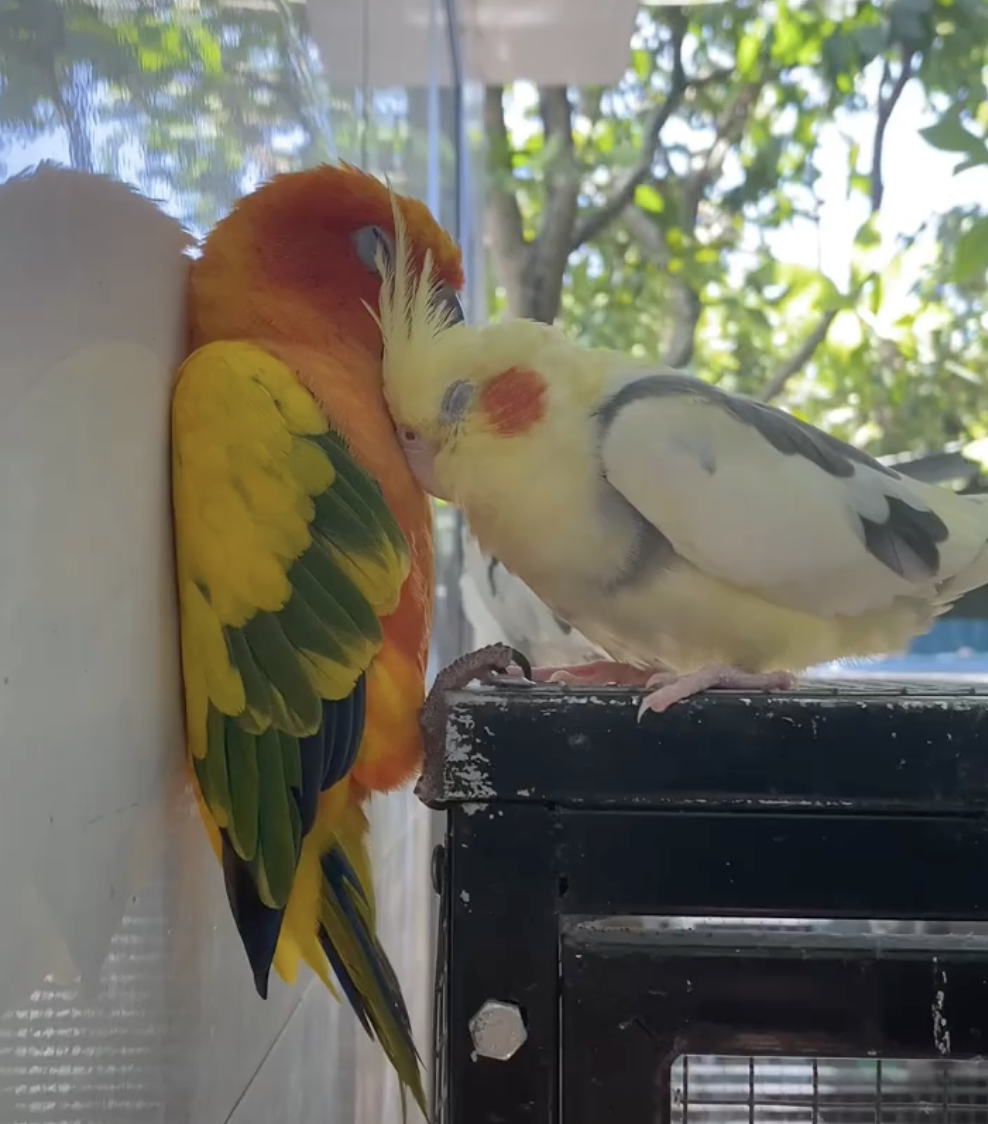 奴才：咦～好肉麻