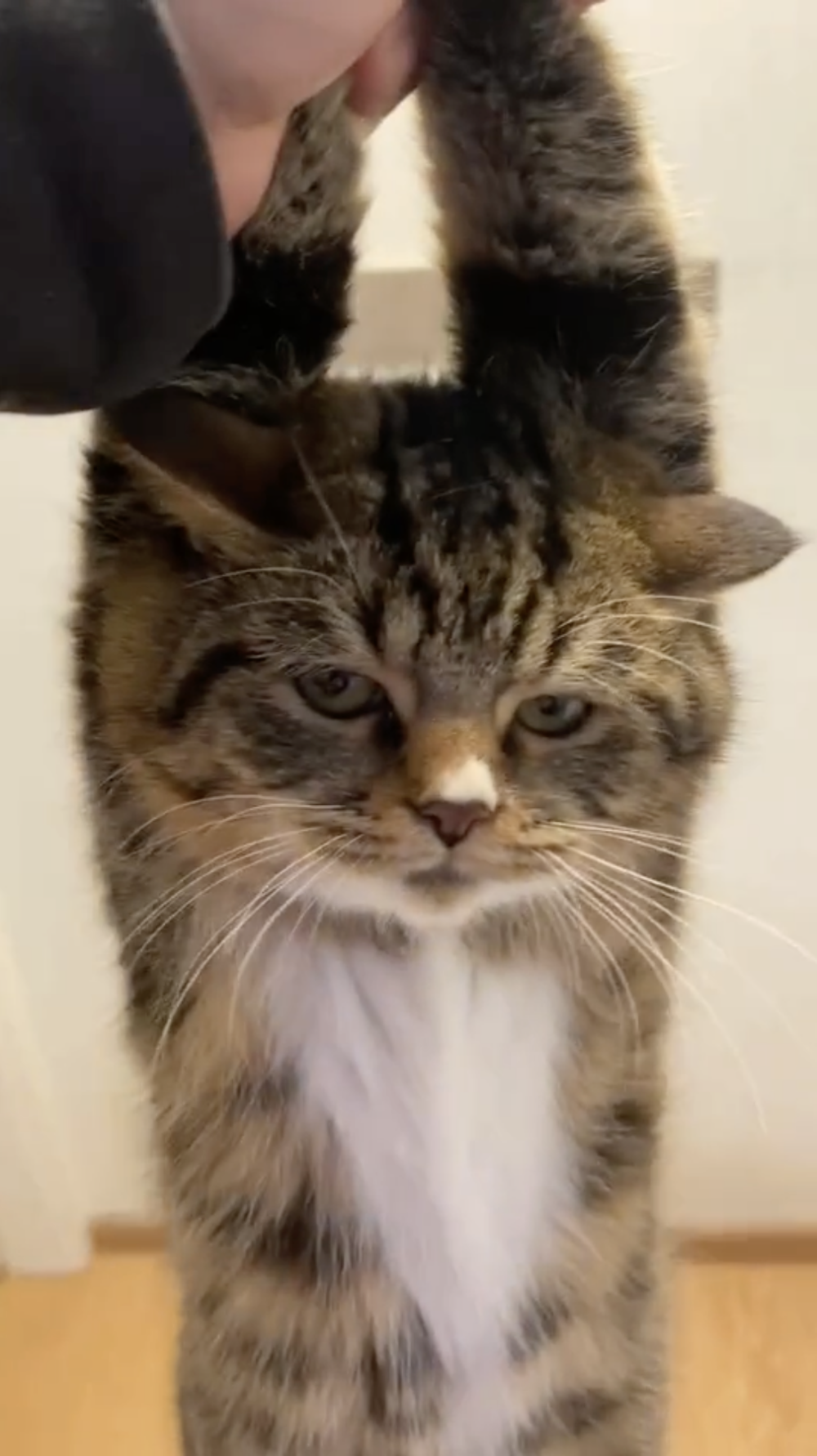 奴才：因為你調皮啊