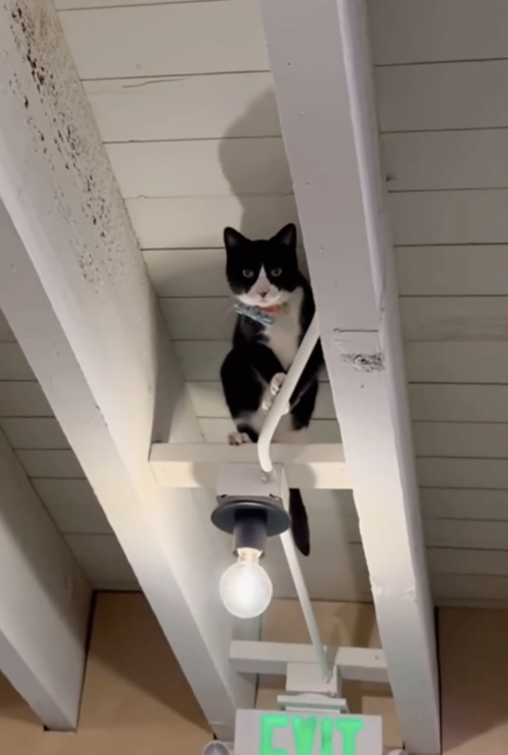 奴才：那你下來走啊