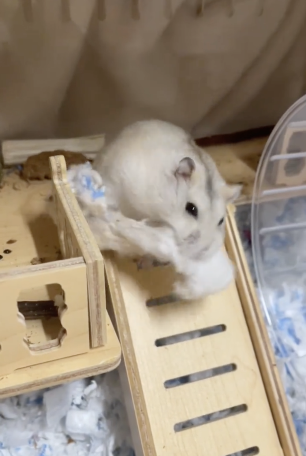 奴才：不覺得累嗎？