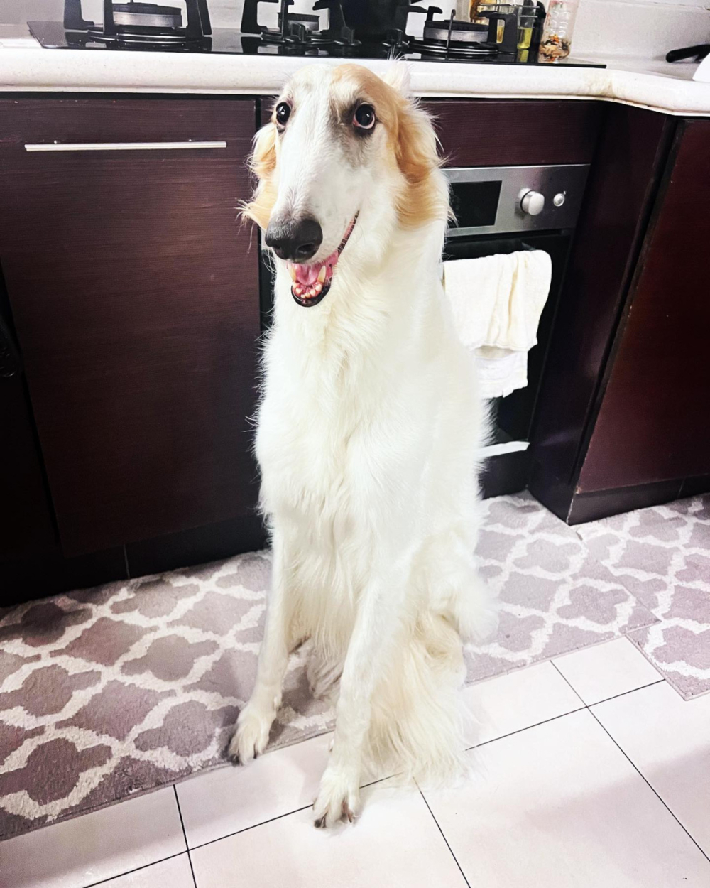 宋芝齡的愛犬Bro今年已經9歲了。