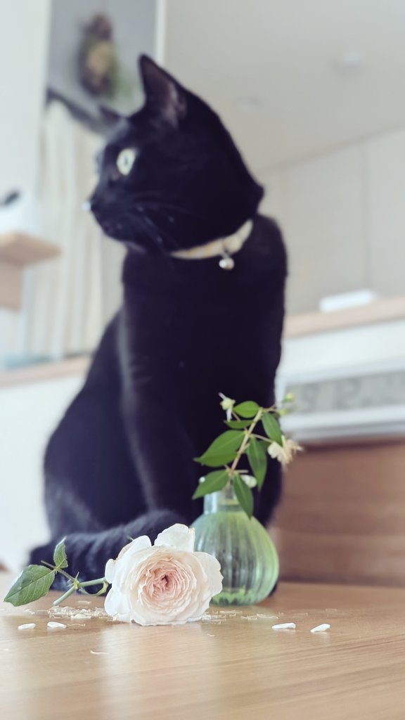 奴才：沒錯～就是要這樣