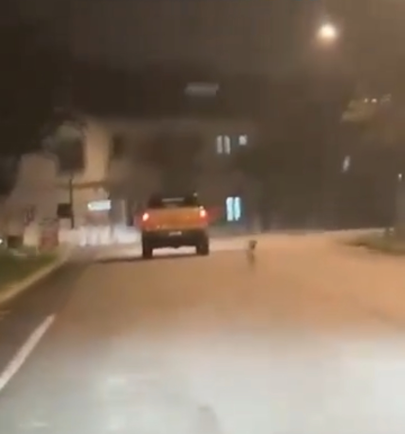 狗狗拼命向前奔跑，希望能追上主人的車子。