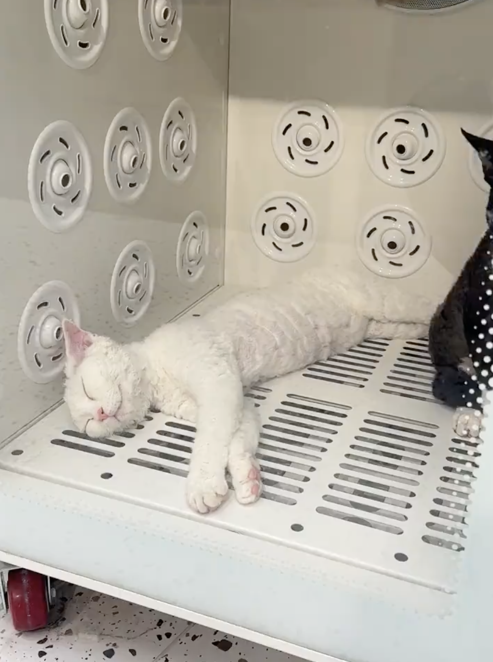 奴才：你沒事吧？