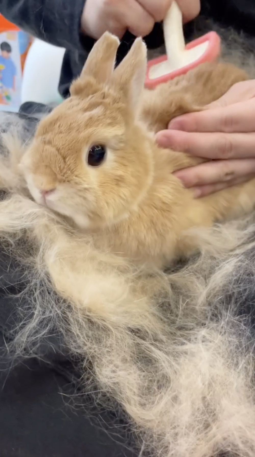 奴才：真的不缺啦