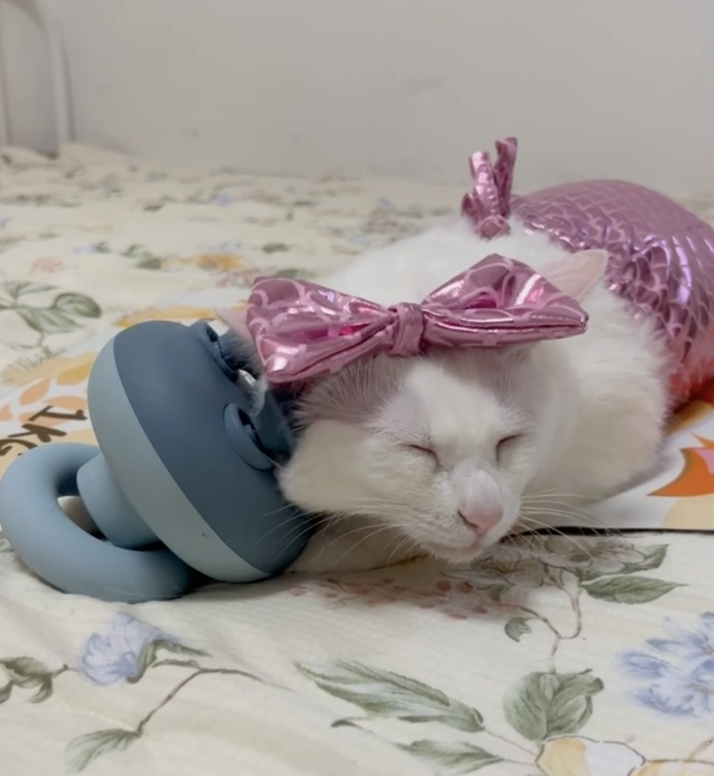 奴才：怎麼辦！兩個都很喜歡啦