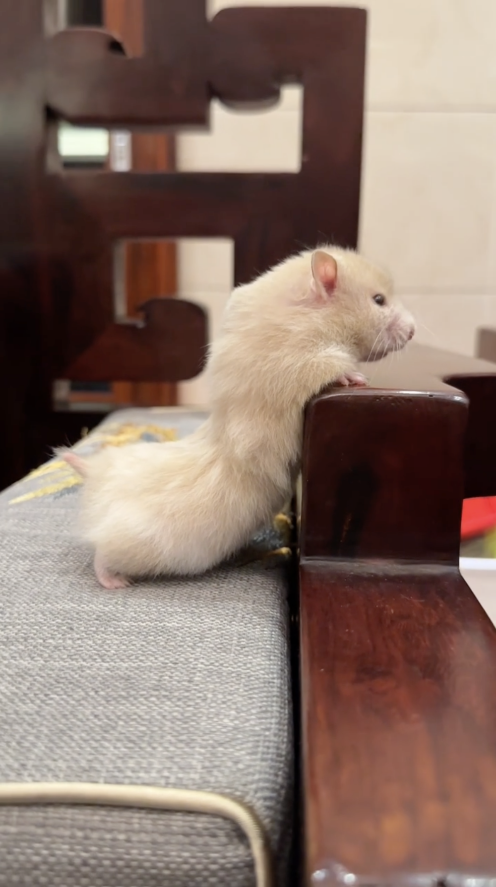 奴才：女孩子要矜持一點