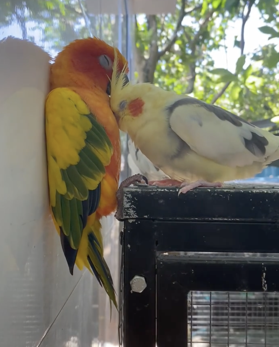 奴才：你別倒貼啊