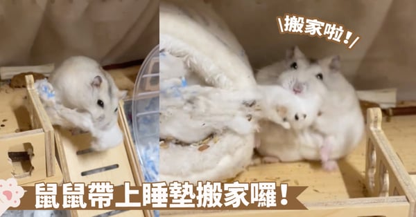 帶著棉花鋪墊搬家啦！鼠鼠想睡哪裡就搬去哪裡喔～網：把鋪蓋搬去樓下打地舖