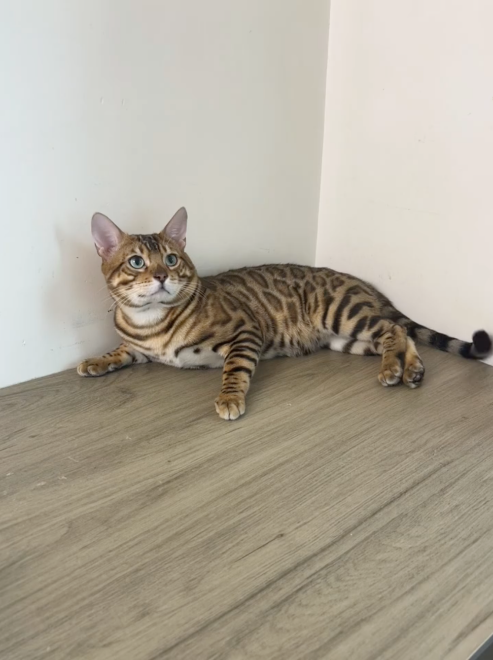 奴才：你還真的是慣著我捏