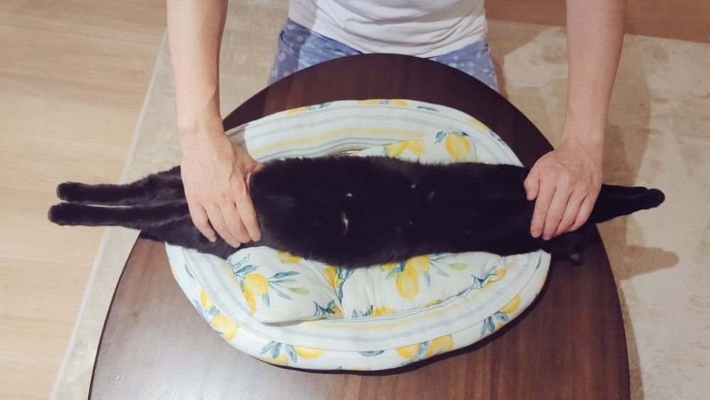 奴才：對，你要配合我