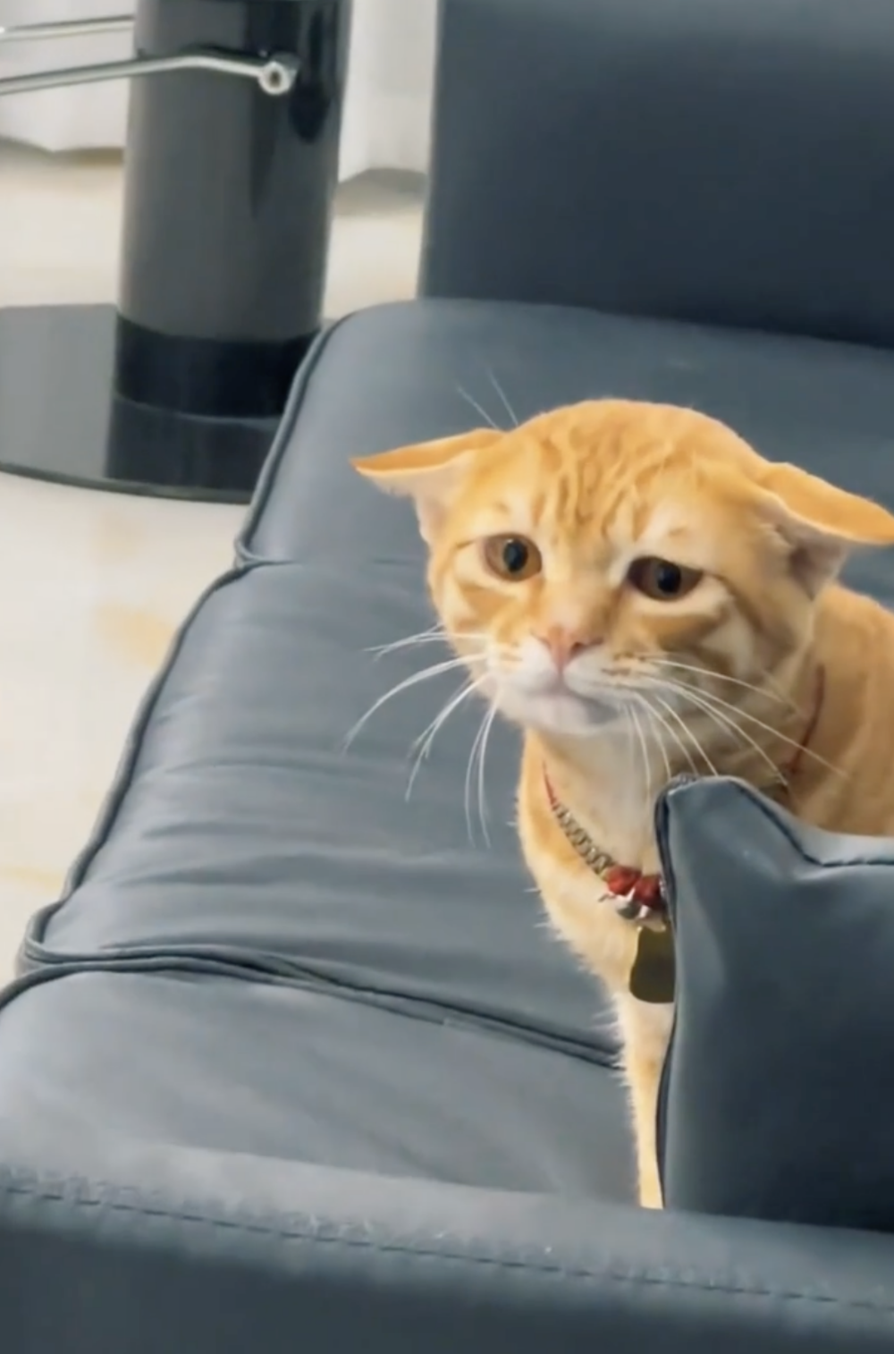 奴才：沒關係，我再給你加糧