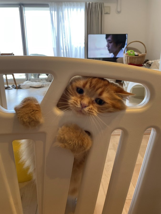 奴才：還是先隔離一下比較好喔