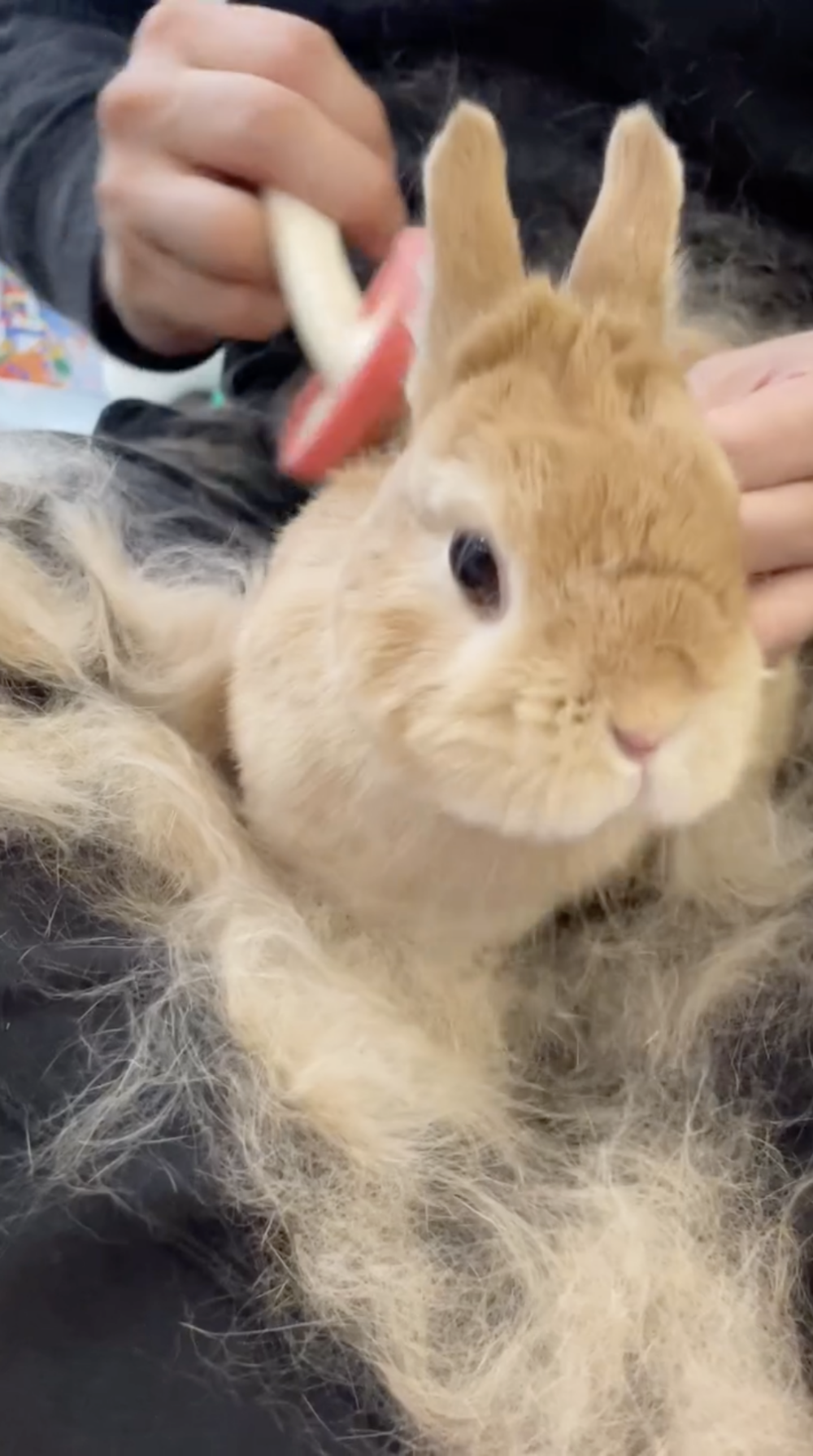 奴才：我才不跟你客氣呢