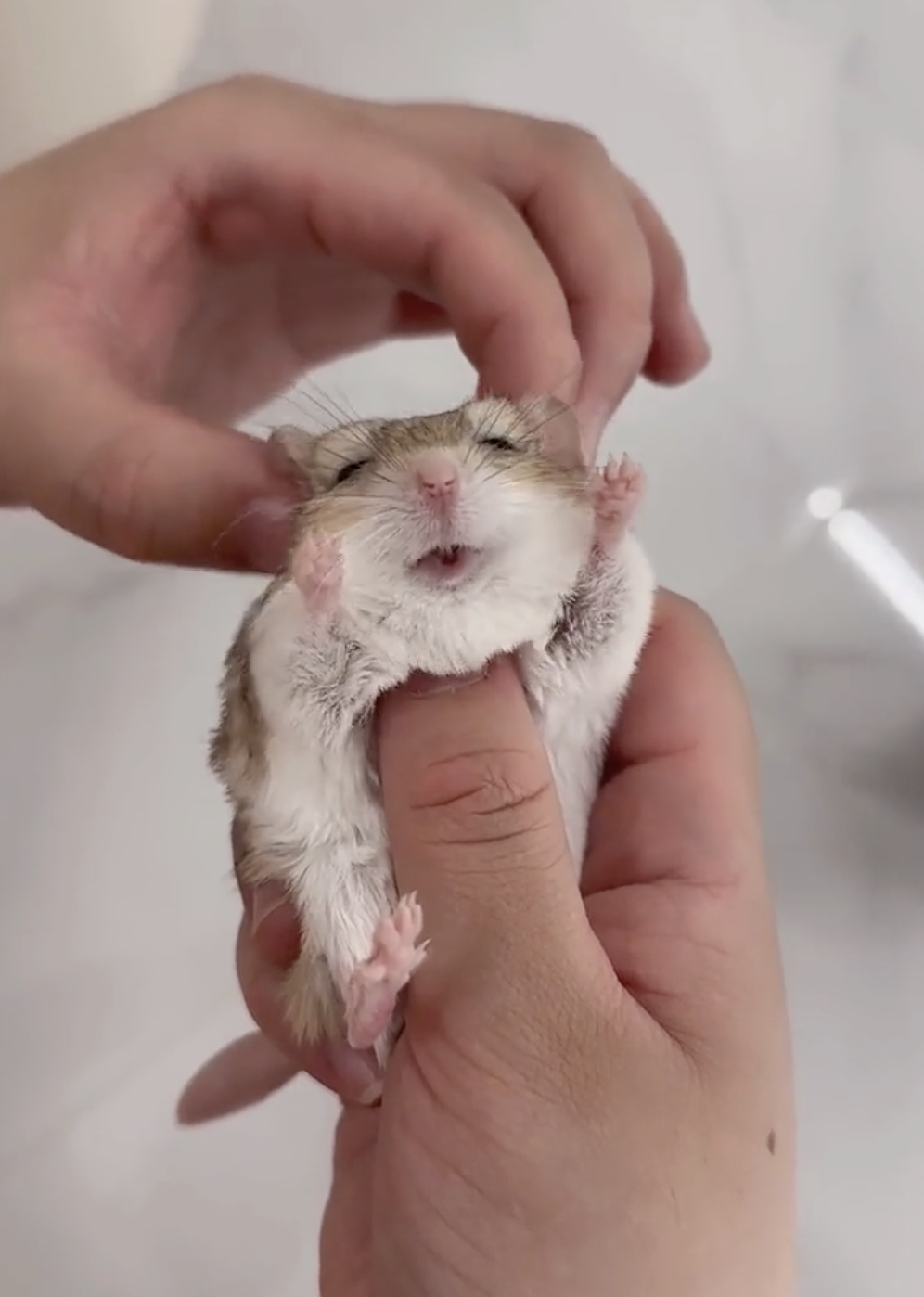 奴才：你的表情是最好的反饋啦