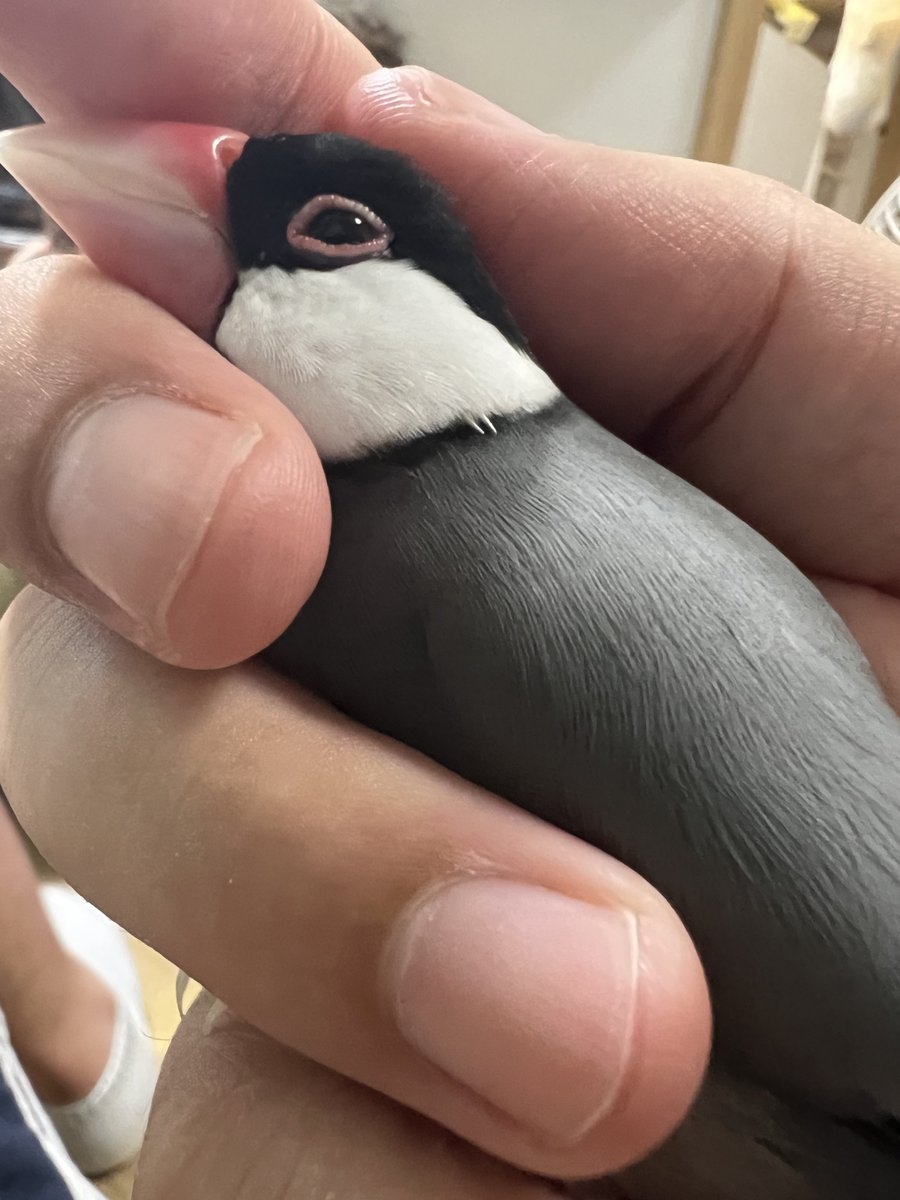 奴才：這樣很好玩嗎？